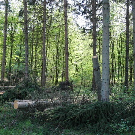 Größeres Bild ansehen